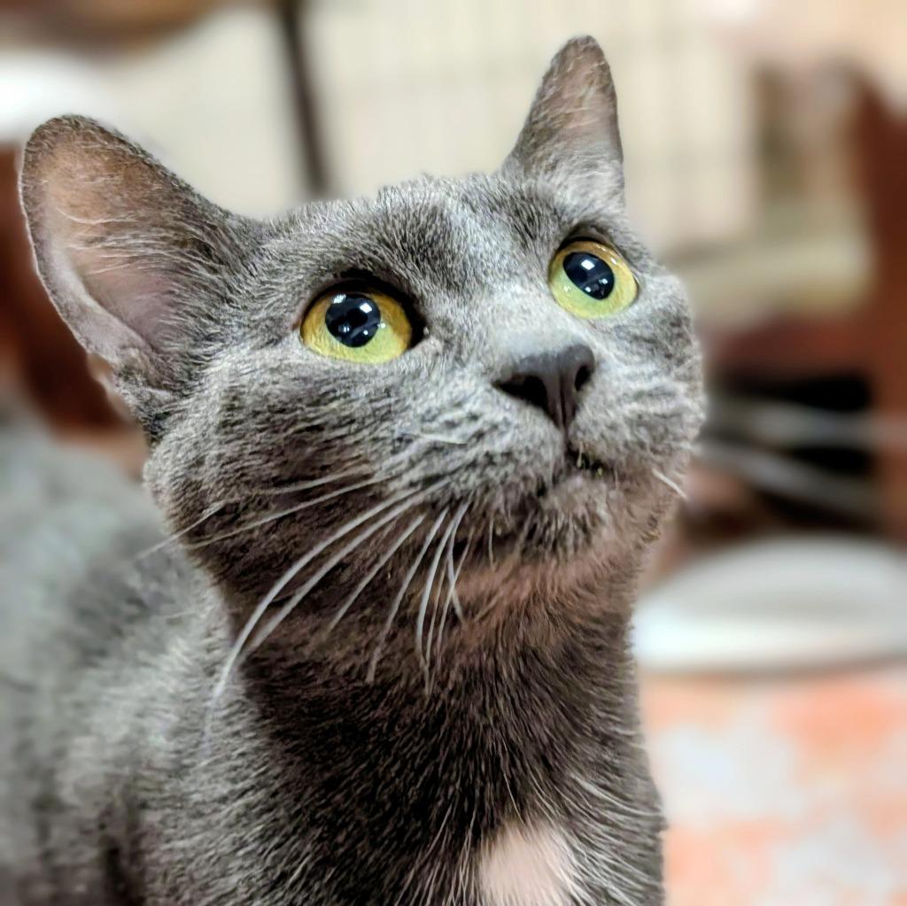 Vickie, Adoptable, Young Female Domestic Short Hair.