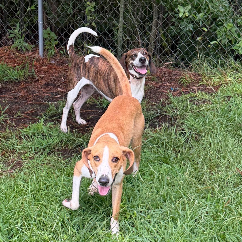 Enlarge Lacy, a Adoptable Hound in Newport, NC image 1/6