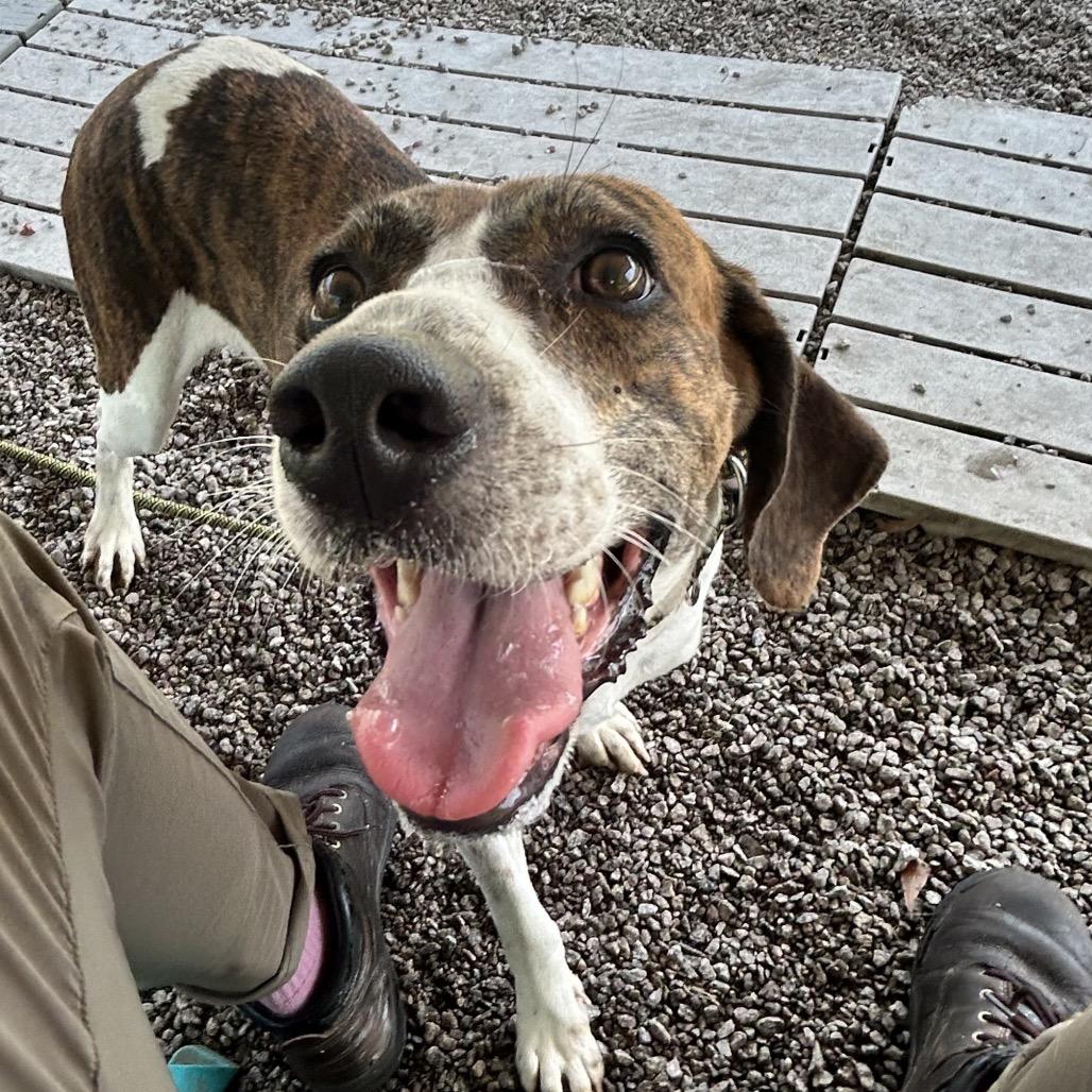 Enlarge Lacy, a Adoptable Hound in Newport, NC image 2/6