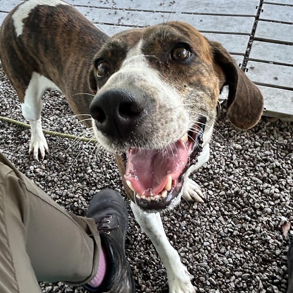 Enlarge Lacy, a Adoptable Hound in Newport, NC image 3/6