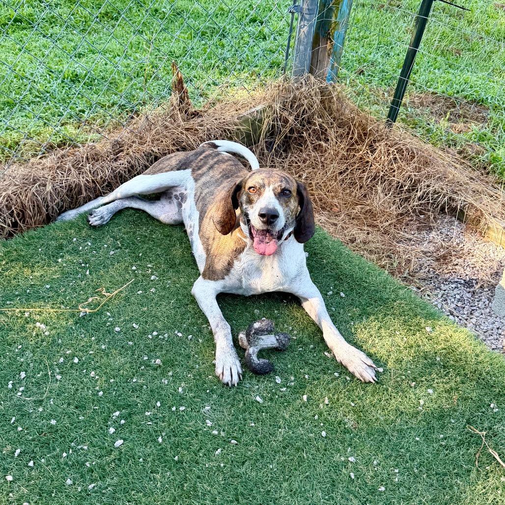 Enlarge Lacy, a Adoptable Hound in Newport, NC image 4/6