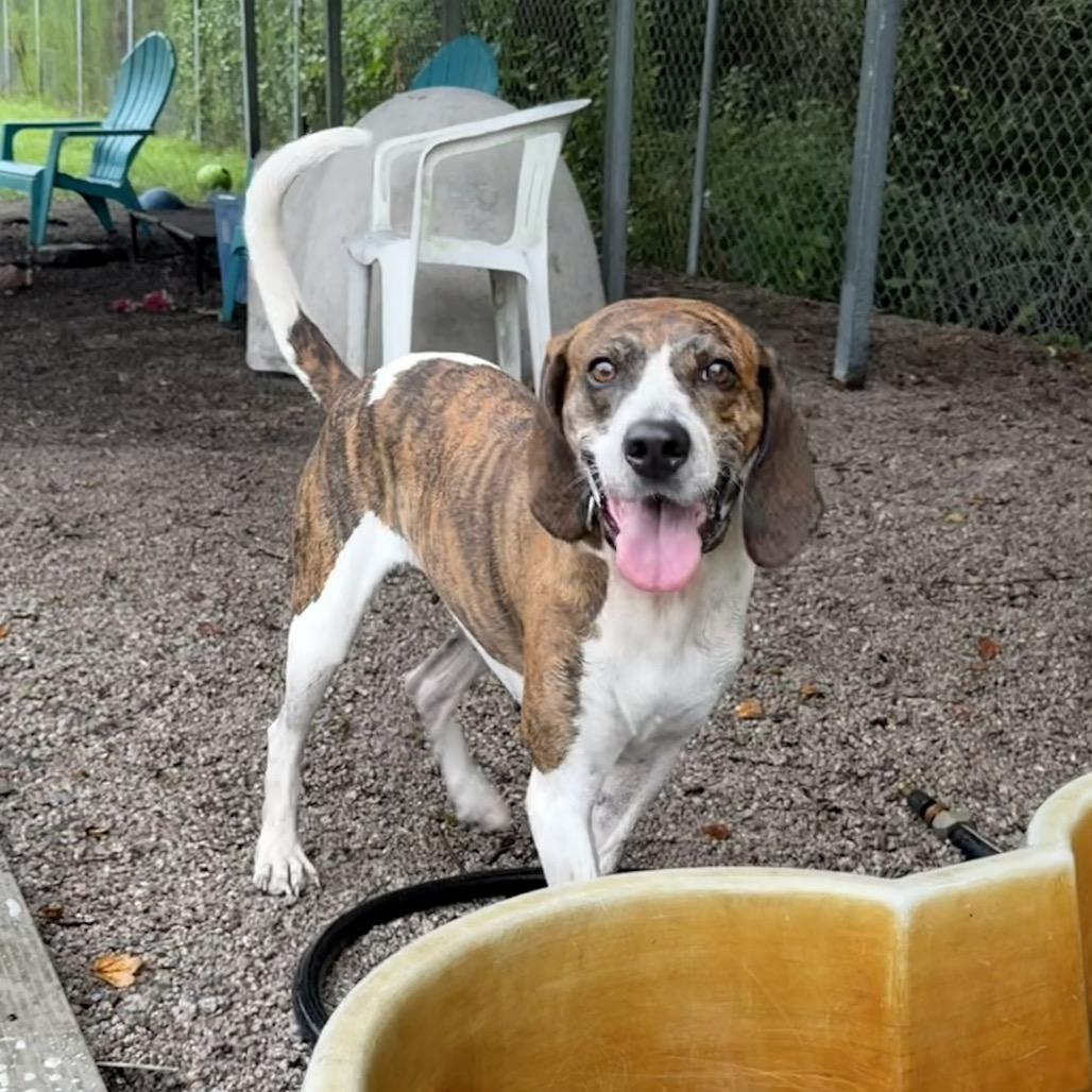Enlarge Lacy, a Adoptable Hound in Newport, NC image 5/6