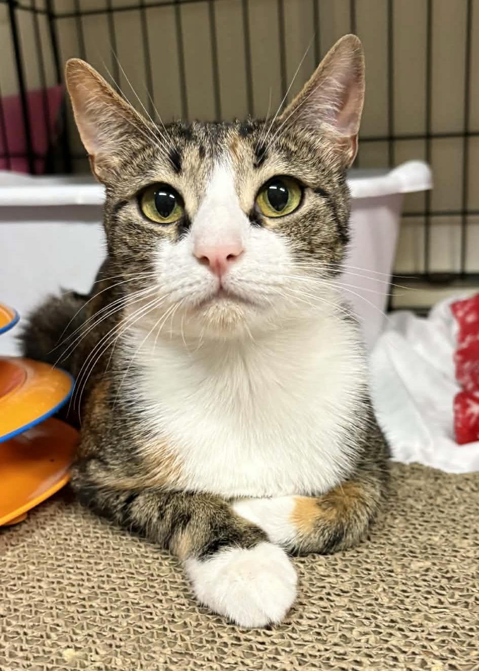 Enlarge Belle, an adopted Torbie in Ocean City, NJ image 2/2