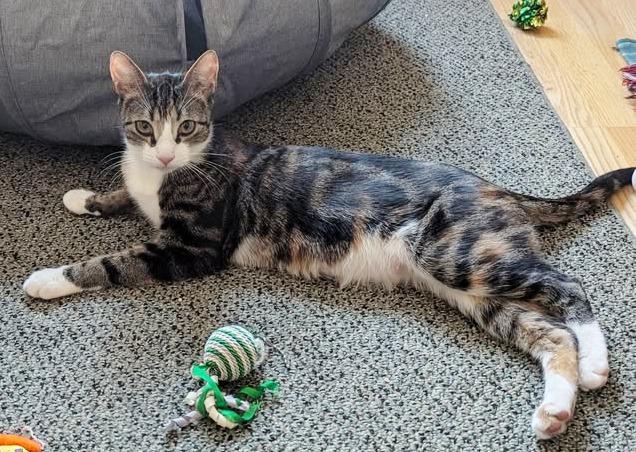 Belle, ADOPTABLE, Young Female Torbie.