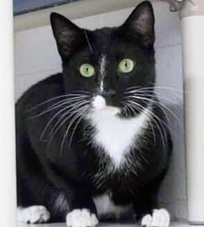 5869 Checkers/Panther, Adoptable, Kitten Male Domestic Short Hair.