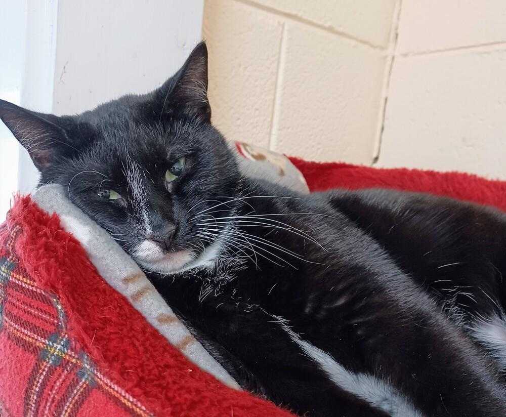 Enlarge 5869 Checkers/Panther, a Adoptable Domestic Short Hair in Hartwell, GA image 2/6