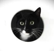 Enlarge 5869 Checkers/Panther, a Adoptable Domestic Short Hair in Hartwell, GA image 3/6