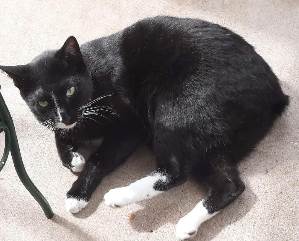 Enlarge 5869 Checkers/Panther, a Adoptable Domestic Short Hair in Hartwell, GA image 4/6