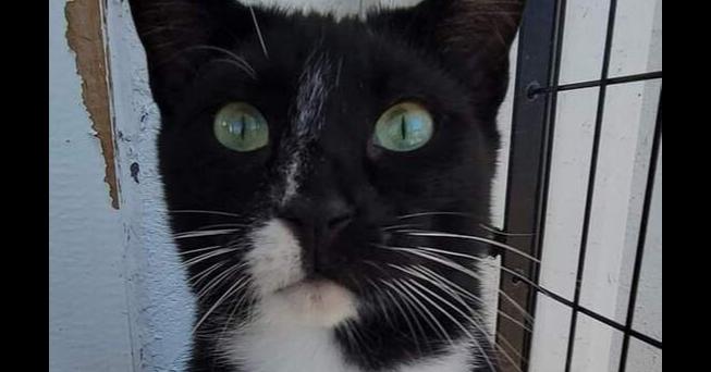 Enlarge 5869 Checkers/Panther, a Adoptable Domestic Short Hair in Hartwell, GA image 5/6