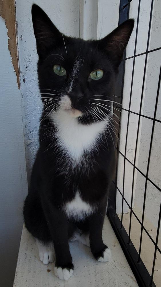 Enlarge 5869 Checkers/Panther, a Adoptable Domestic Short Hair in Hartwell, GA image 6/6