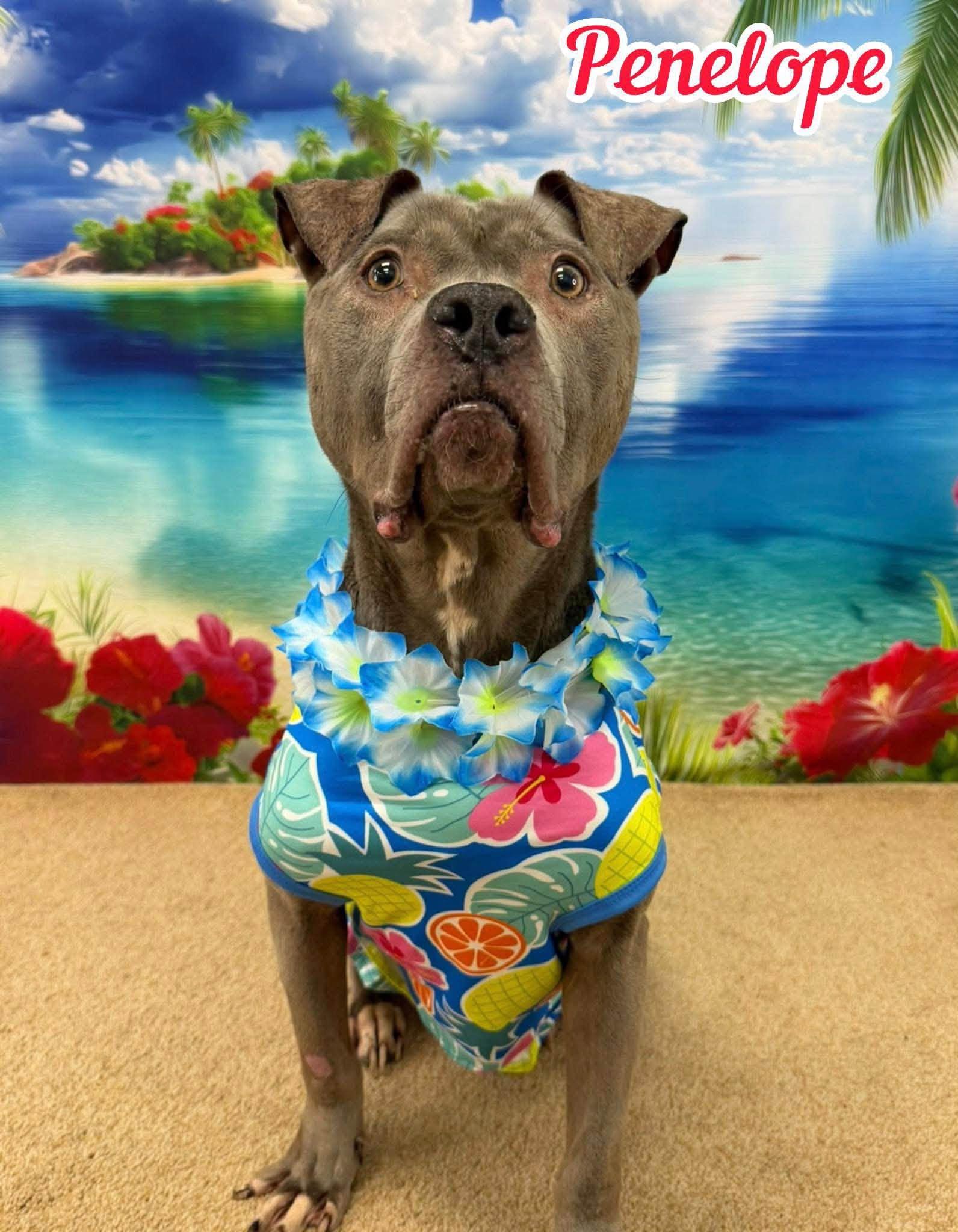 Enlarge Penelope, a Adoptable Mixed Breed in Flint, MI image 1/3