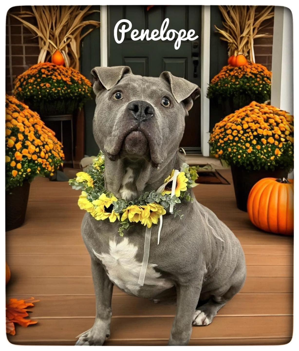 Enlarge Penelope, a Adoptable Mixed Breed in Flint, MI image 3/3