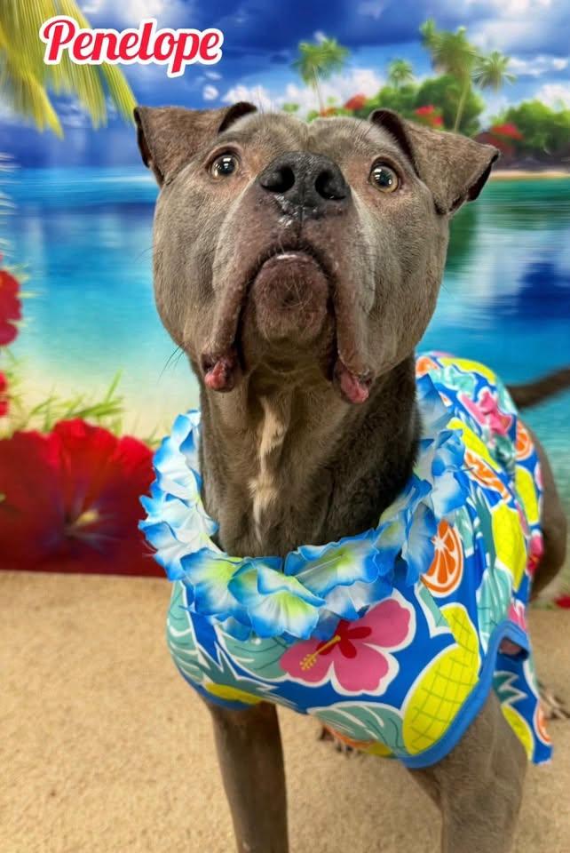 Enlarge Penelope, a Adoptable Mixed Breed in Flint, MI image 2/3