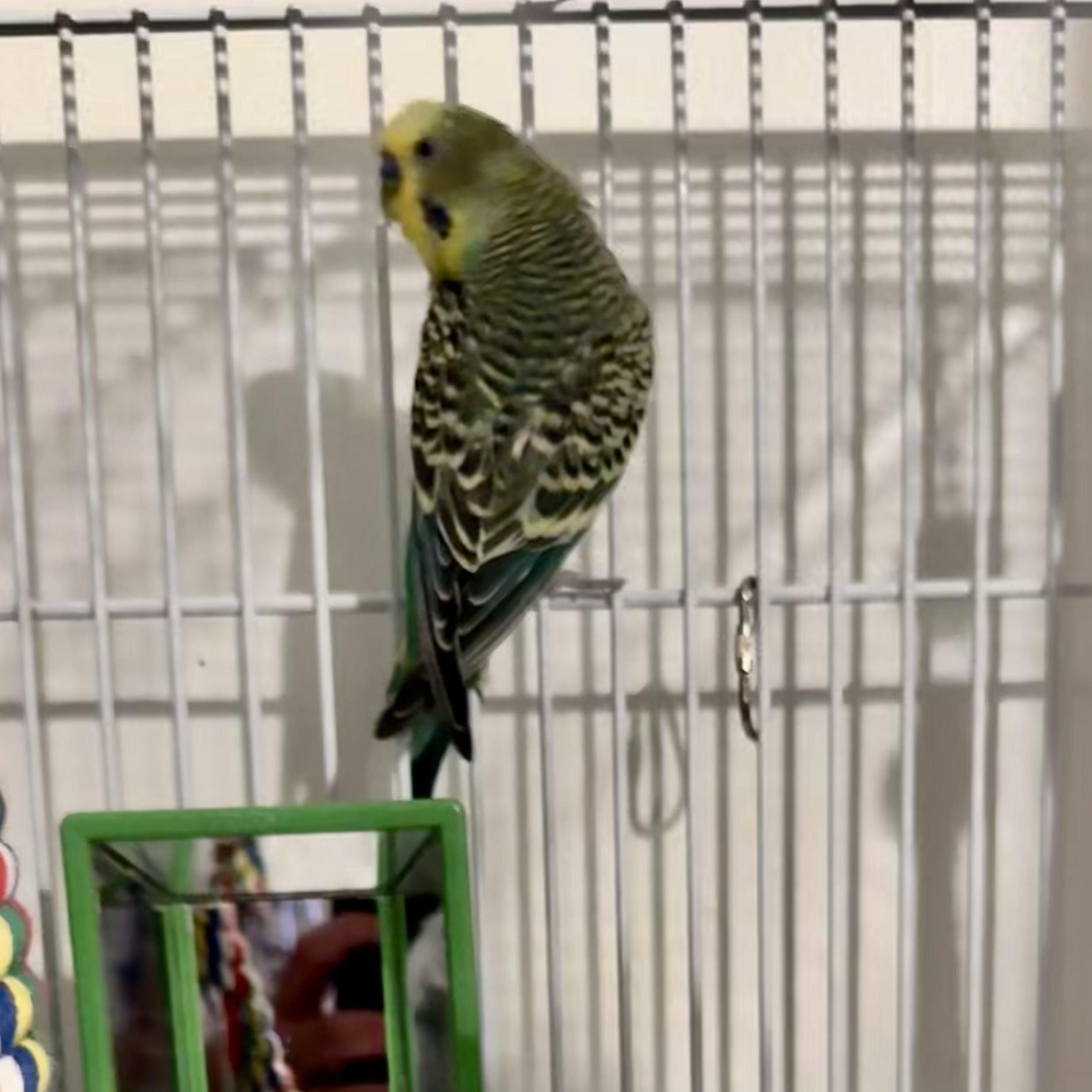 Enlarge Bud, a Adoptable Parakeet (Other) in Andover, CT image 5/5
