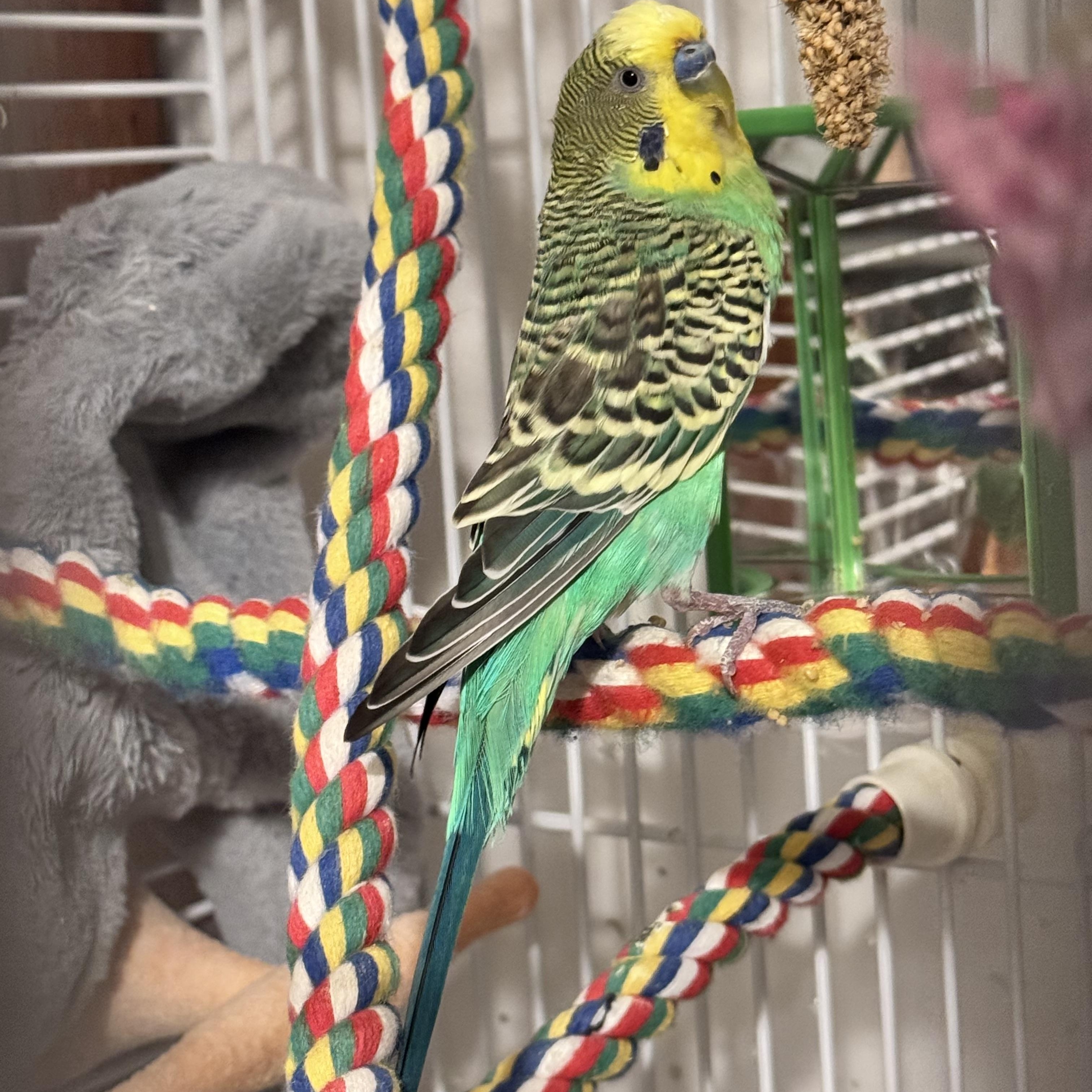 Enlarge Bud, a Adoptable Parakeet (Other) in Andover, CT image 2/5