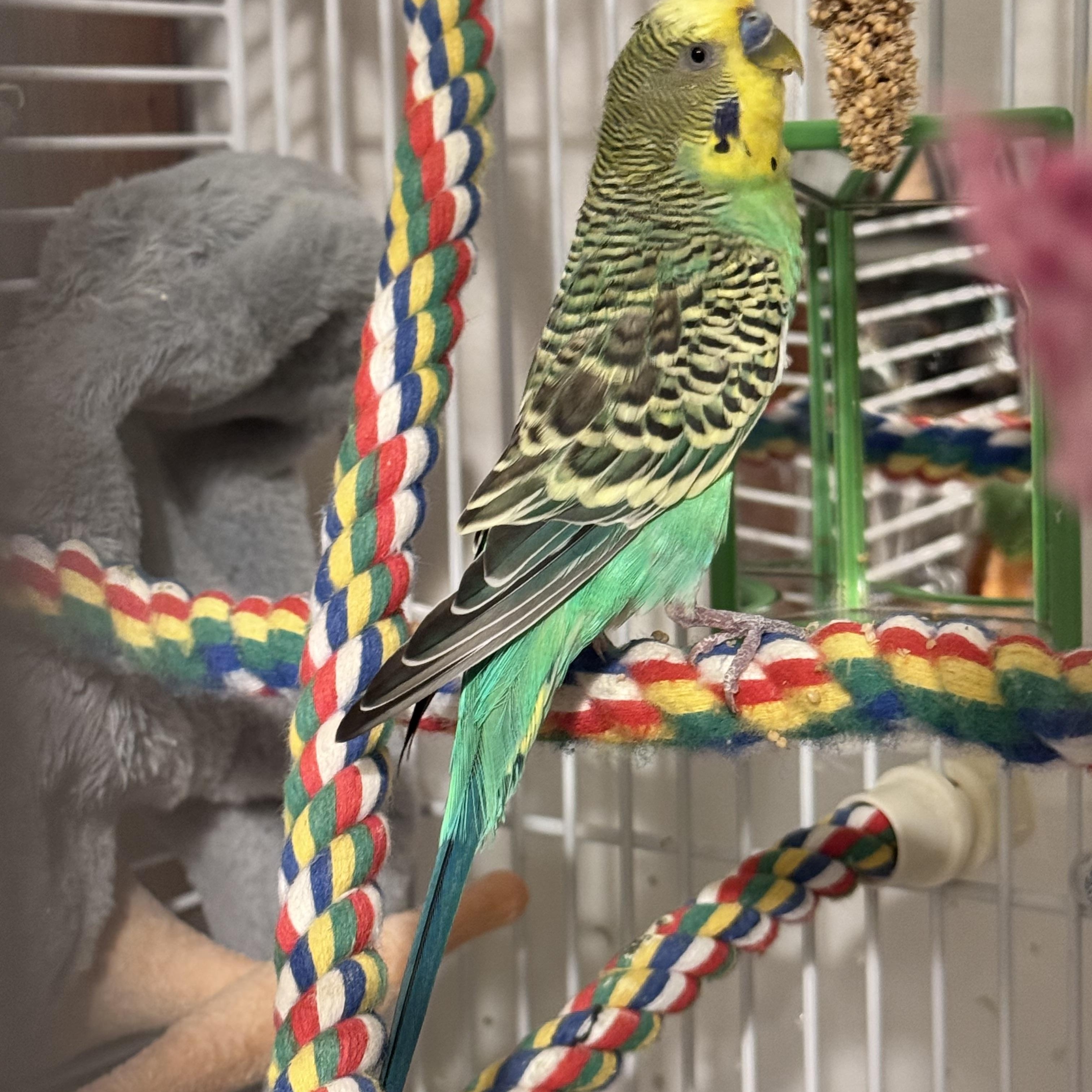 Enlarge Bud, a Adoptable Parakeet (Other) in Andover, CT image 4/5