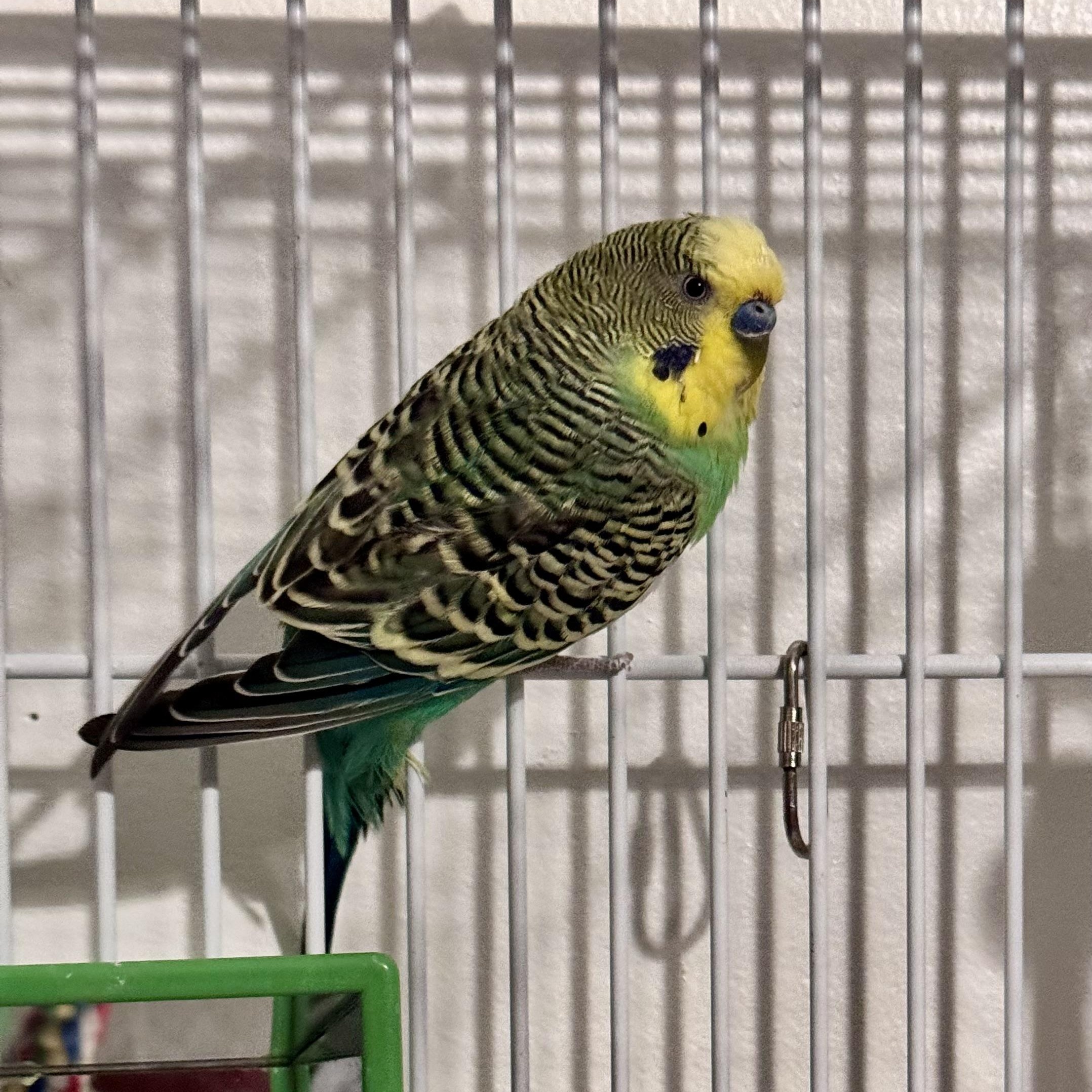 Enlarge Bud, a Adoptable Parakeet (Other) in Andover, CT image 3/5