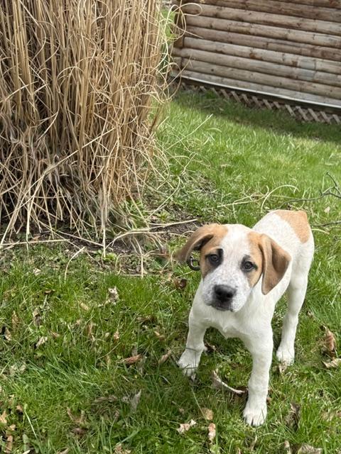 Enlarge Renn, a Adoptable mixed breed in East Sparta, OH image 3/4