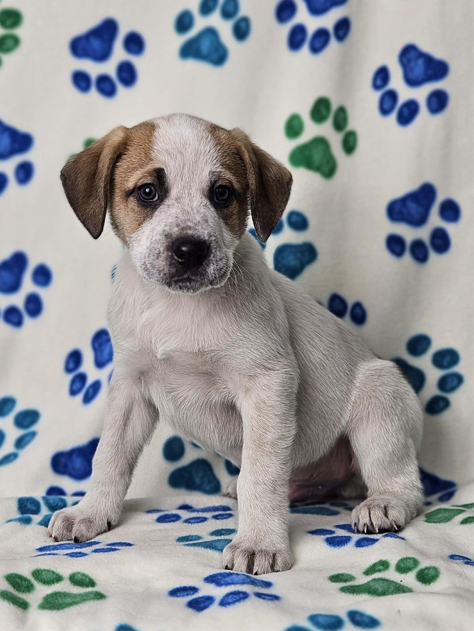 Enlarge Renn, a Adoptable mixed breed in East Sparta, OH image 1/1