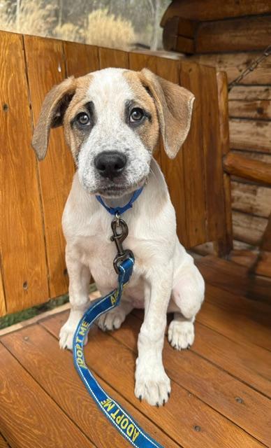 Enlarge Renn, a Adoptable mixed breed in East Sparta, OH image 2/4