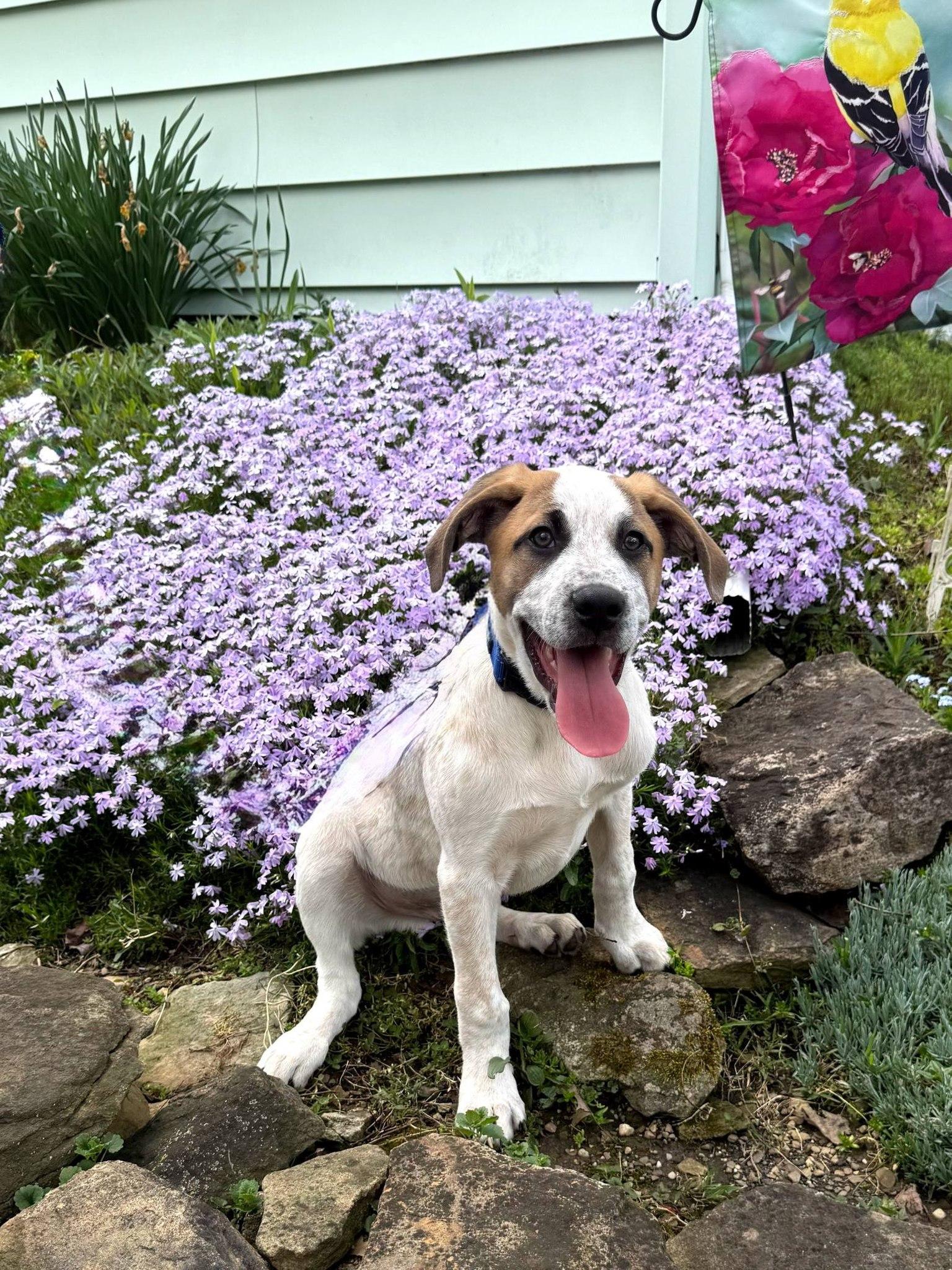 Enlarge Renn, a Adoptable mixed breed in East Sparta, OH image 1/6