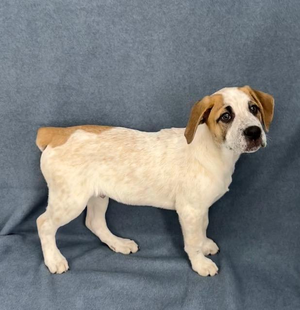 Enlarge Renn, a Adoptable mixed breed in East Sparta, OH image 4/4