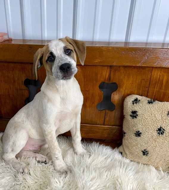 Enlarge Renn, a Adoptable mixed breed in East Sparta, OH image 1/4