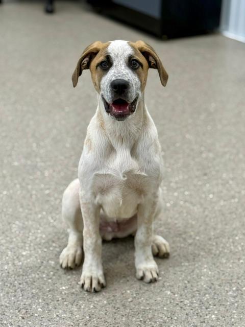 Renn, Adoptable, Puppy Male Great Pyrenees & Australian Cattle Dog / Blue Heeler.