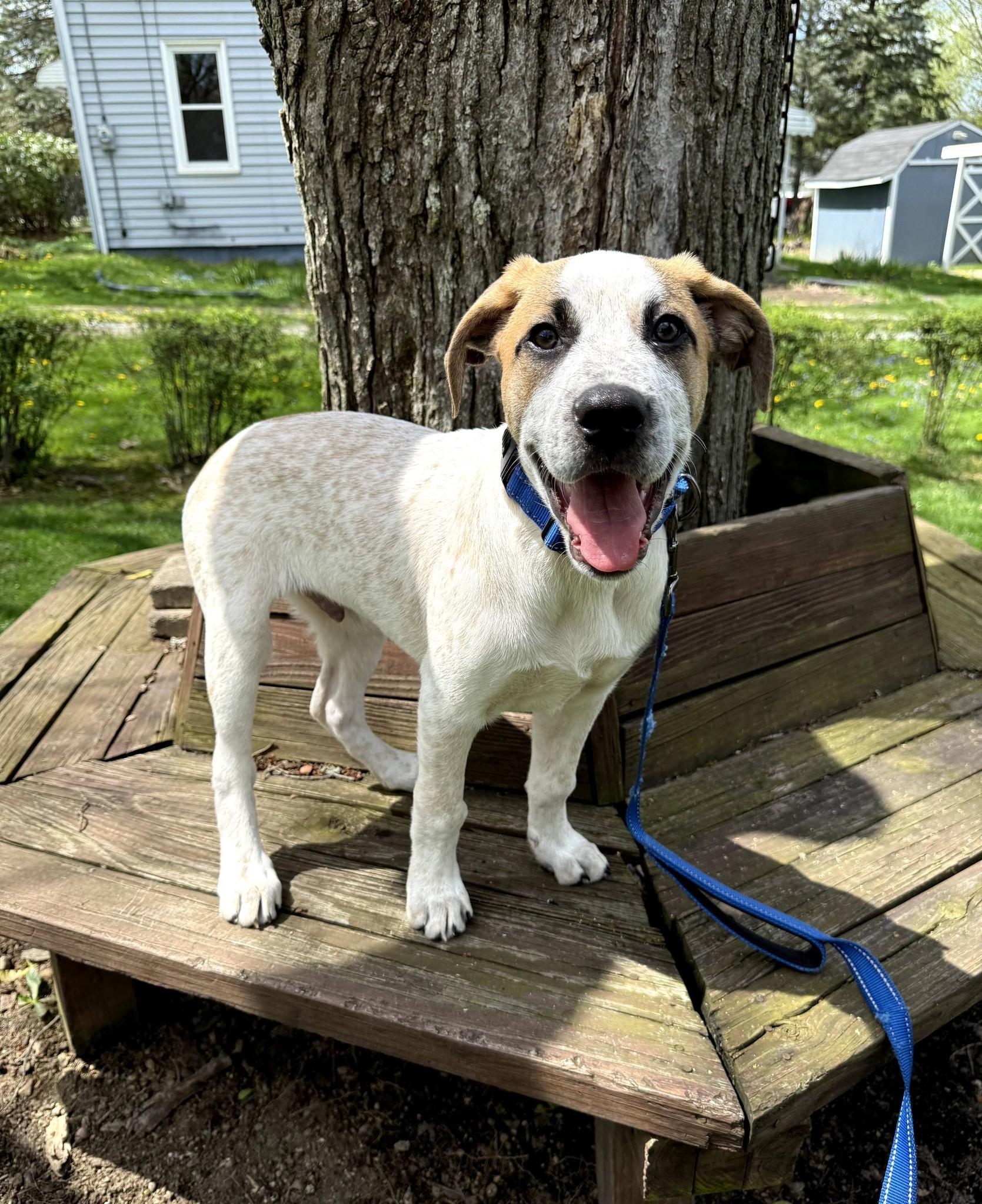 Enlarge Renn, a Adoptable mixed breed in East Sparta, OH image 6/6