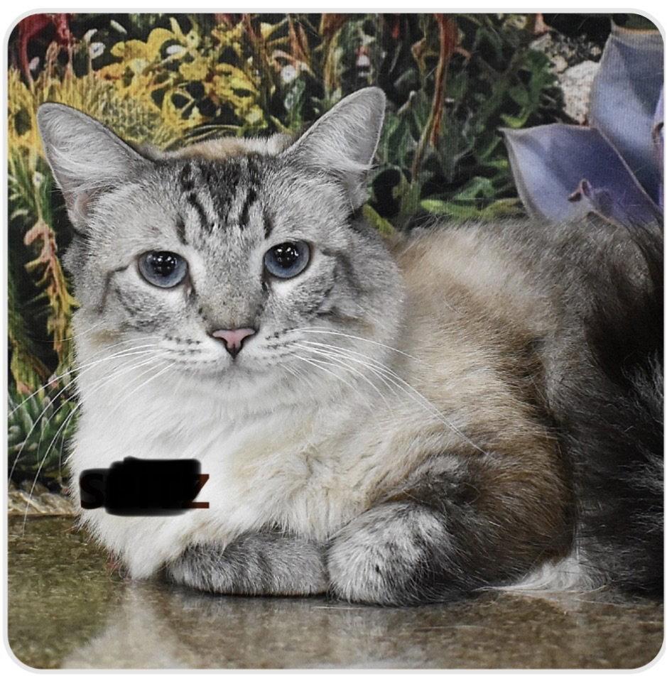 Spritz, Adopted, Young Female Siamese.