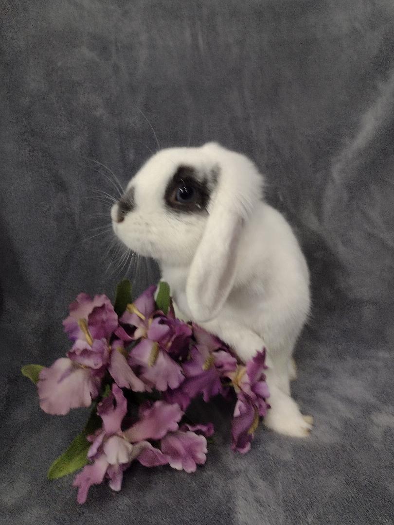 Enlarge Cordelia, an adopted Mini Lop in Plymouth, MI image 1/4
