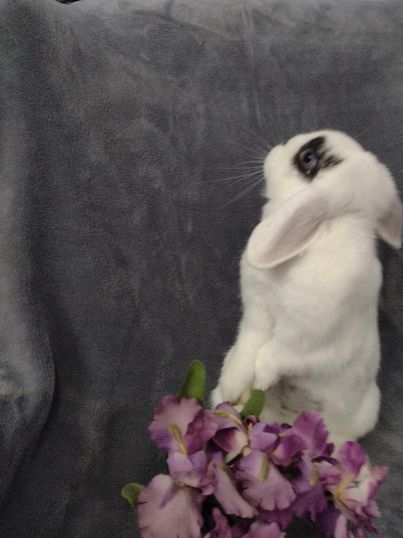 Enlarge Cordelia, an adopted Mini Lop in Plymouth, MI image 3/4