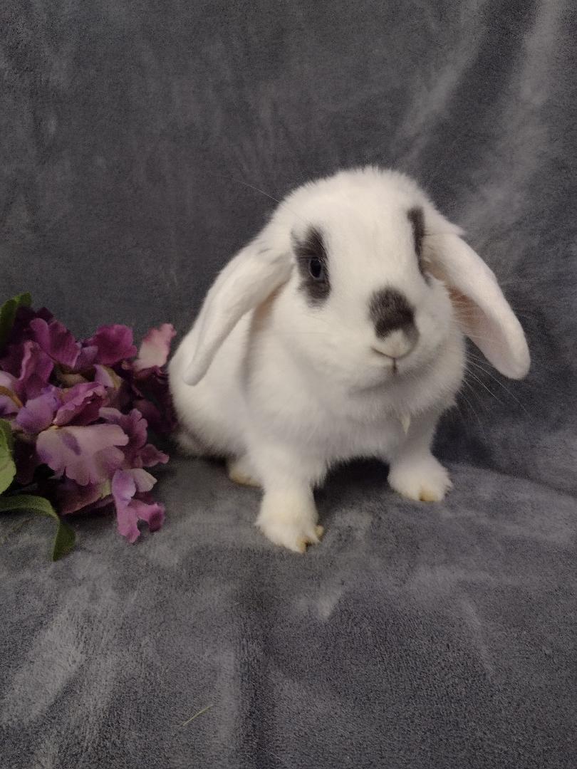 Enlarge Cordelia, an adopted Mini Lop in Plymouth, MI image 4/4