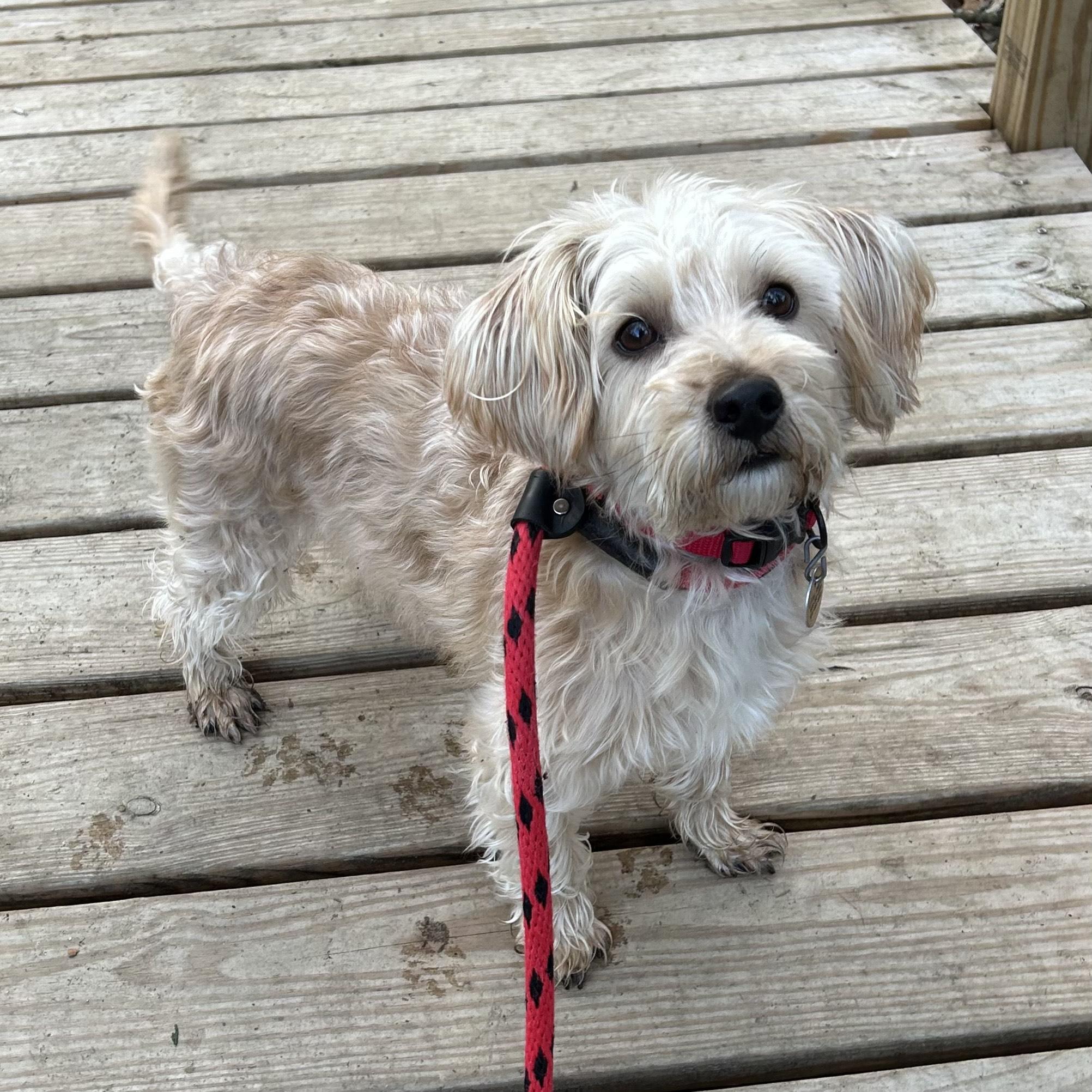 Gilbert, adopted, Adult Male Yorkshire Terrier.