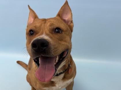Finn, Adoptable, Adult Male Pit Bull Terrier & German Shepherd Dog.