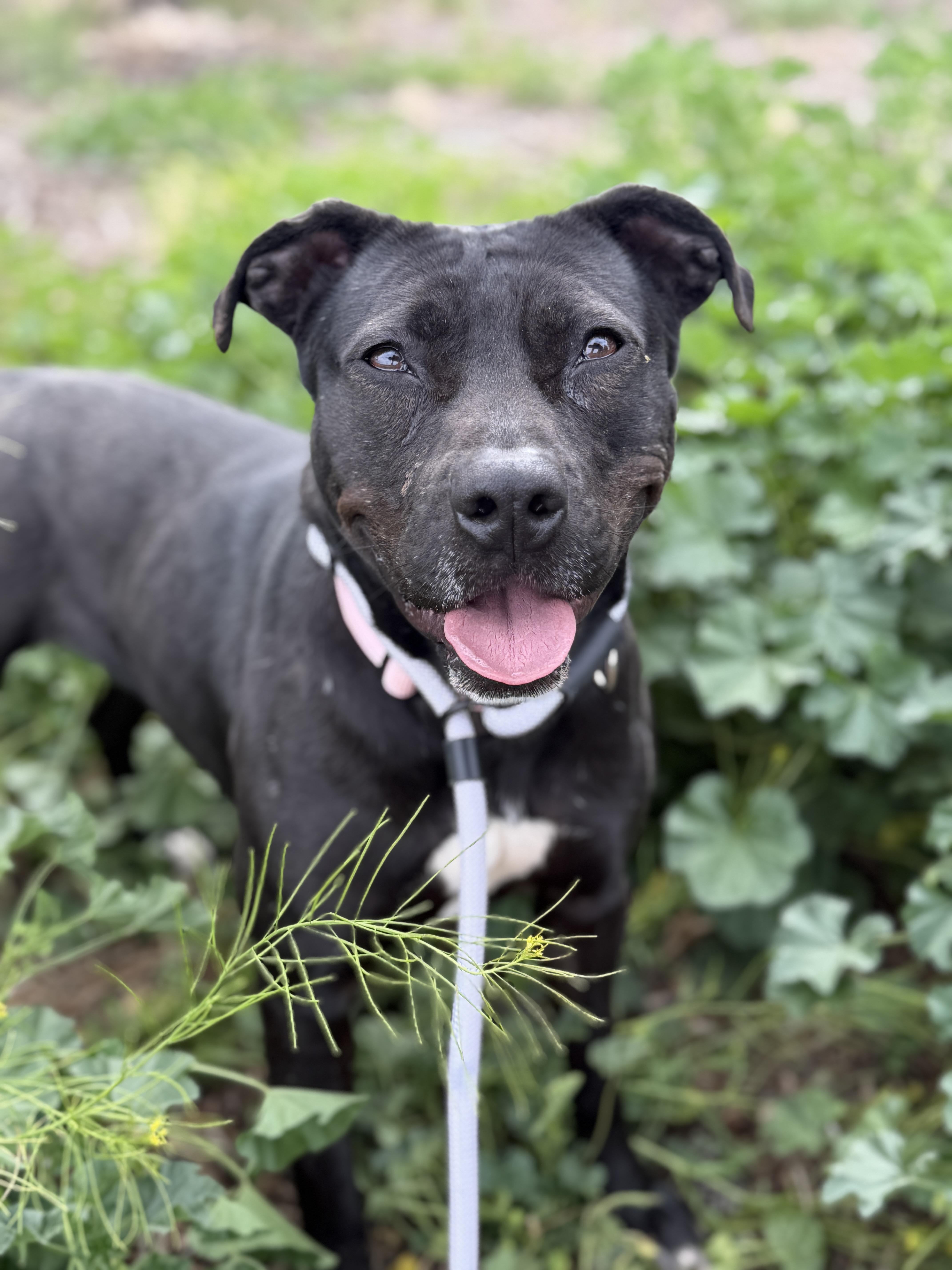 Enlarge Lil Mama, a Adoptable mixed breed in Sierra Vista, AZ image 1/6