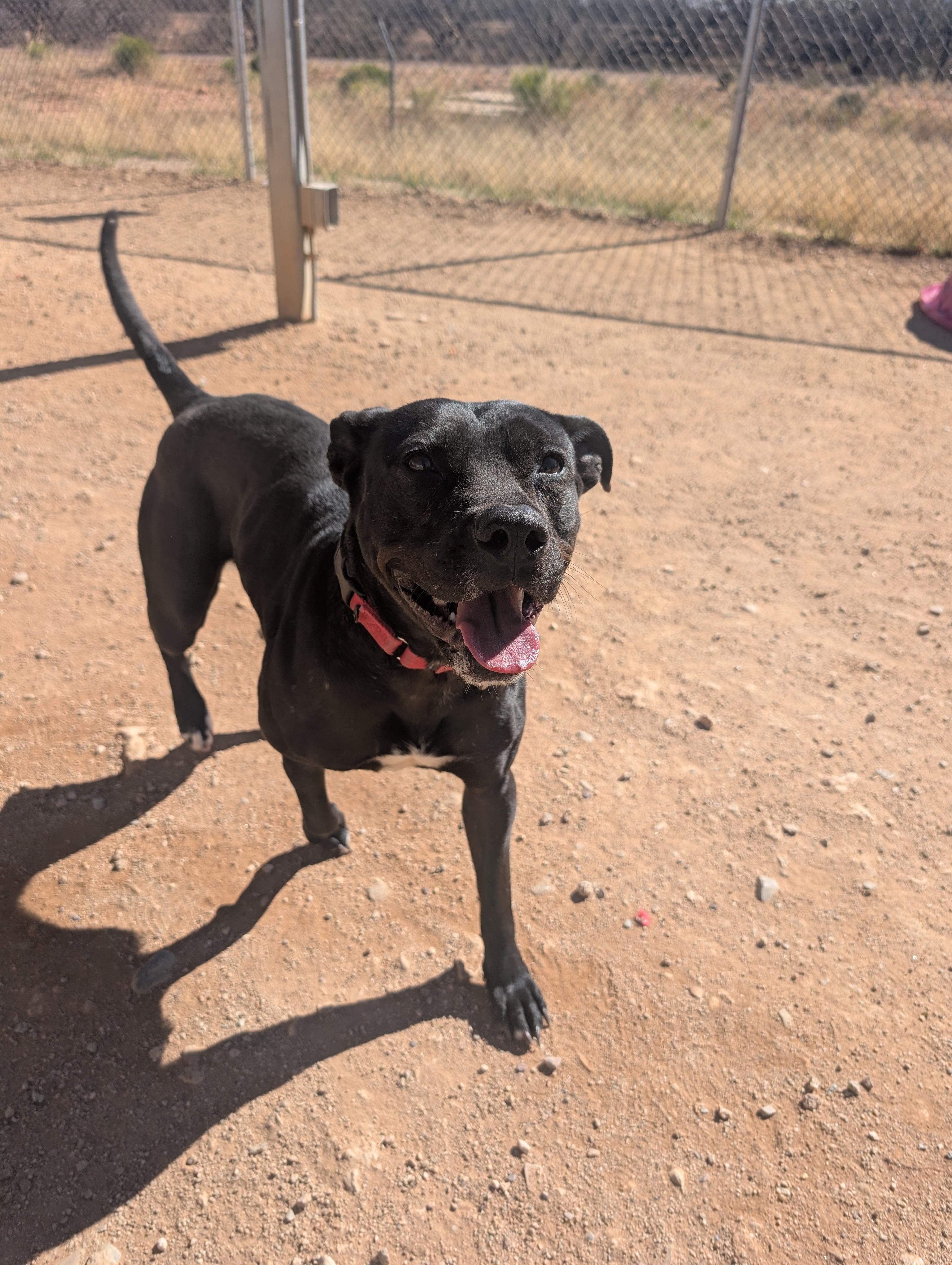 Enlarge Lil Mama, a Adoptable mixed breed in Sierra Vista, AZ image 4/6