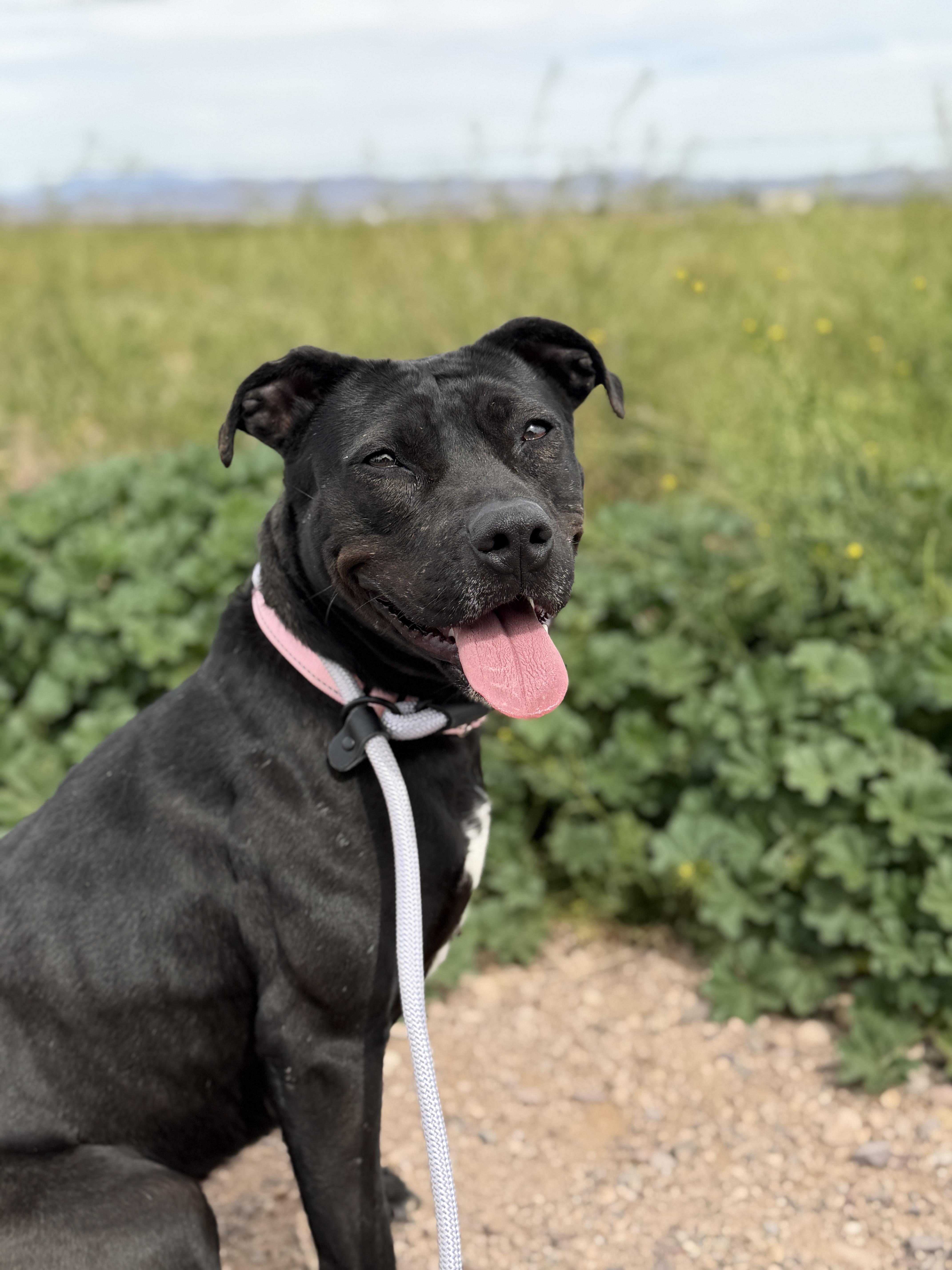 Enlarge Lil Mama, a Adoptable mixed breed in Sierra Vista, AZ image 6/6
