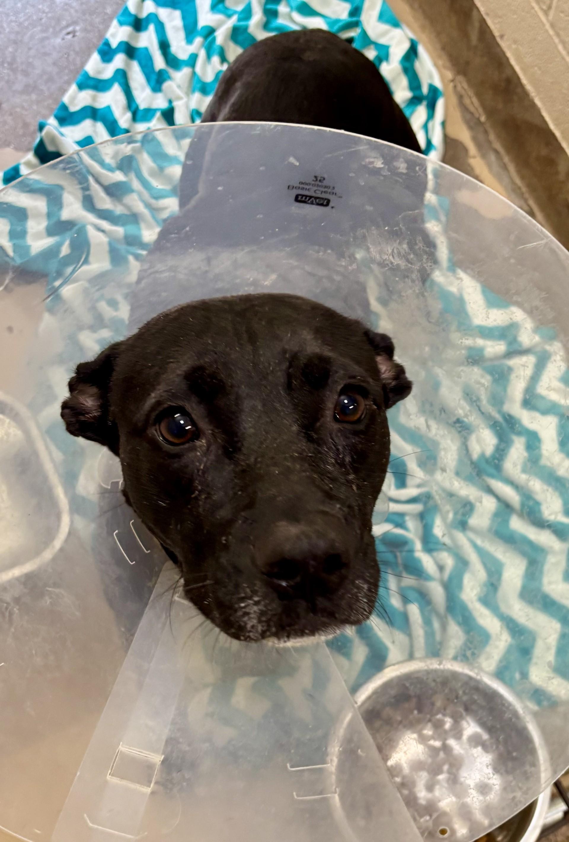 Lil Mama, Adoptable, Adult Female Black Labrador Retriever & Pit Bull Terrier.