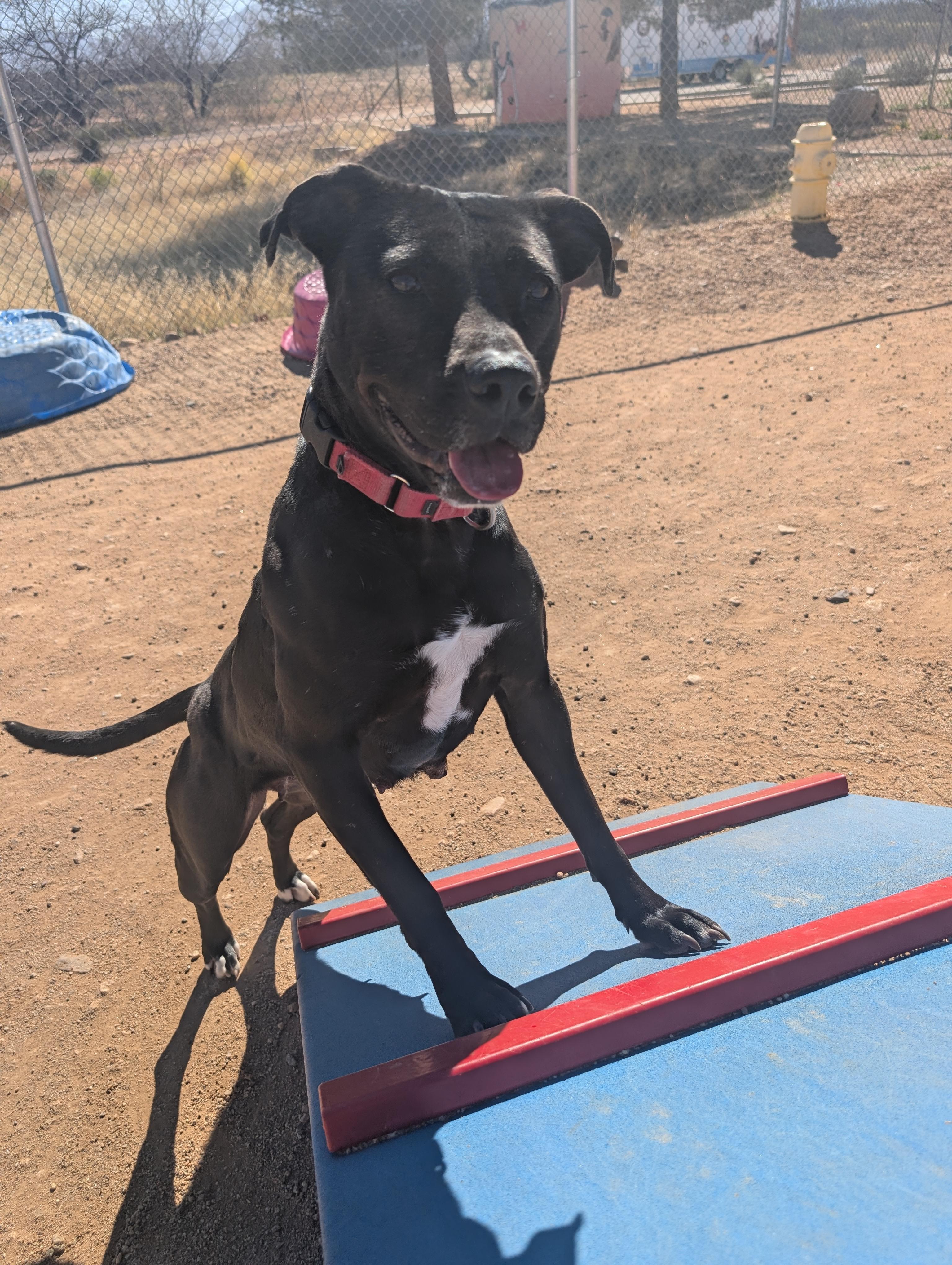 Enlarge Lil Mama, a Adoptable mixed breed in Sierra Vista, AZ image 2/6