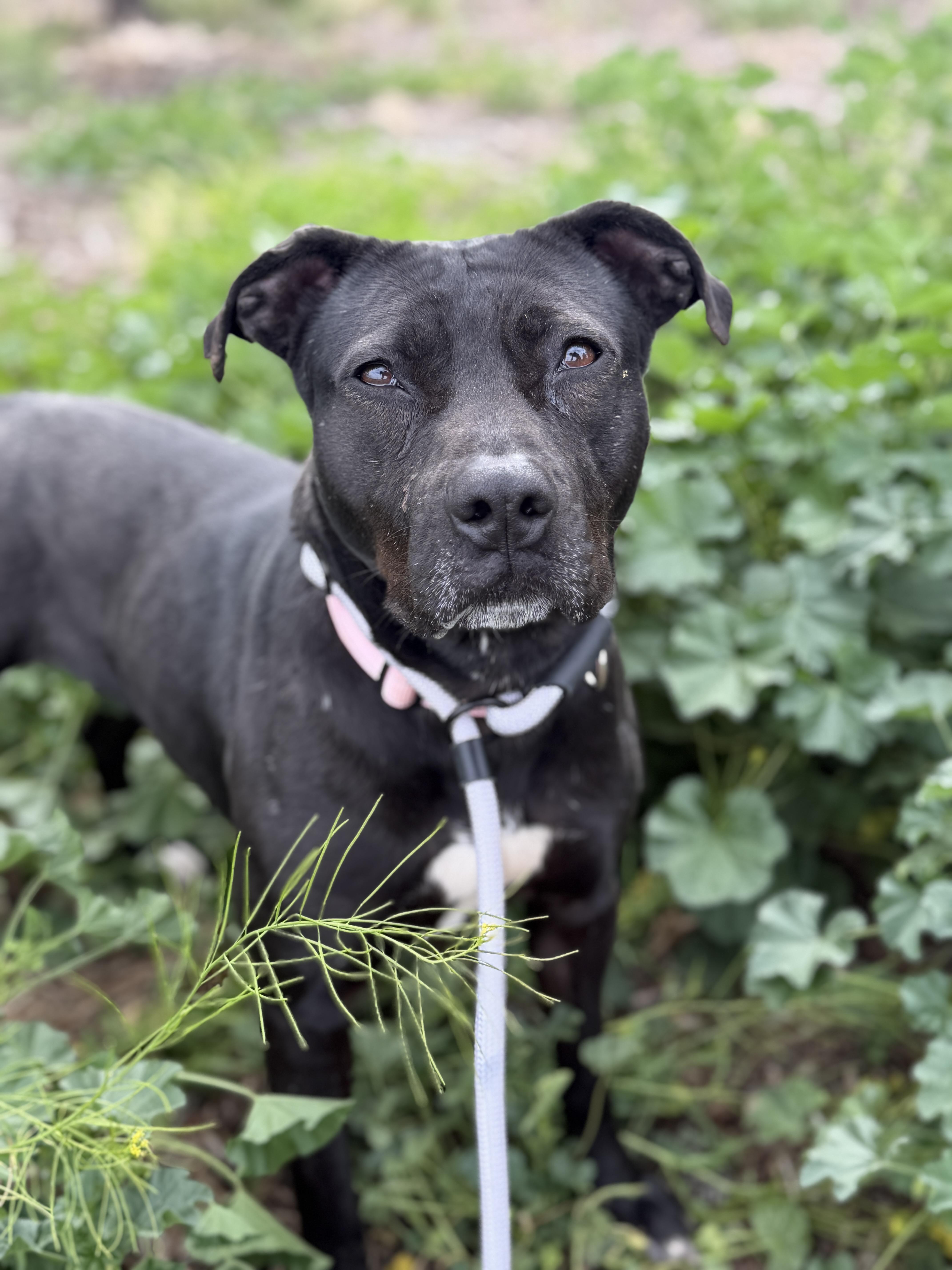 Enlarge Lil Mama, a Adoptable mixed breed in Sierra Vista, AZ image 5/6