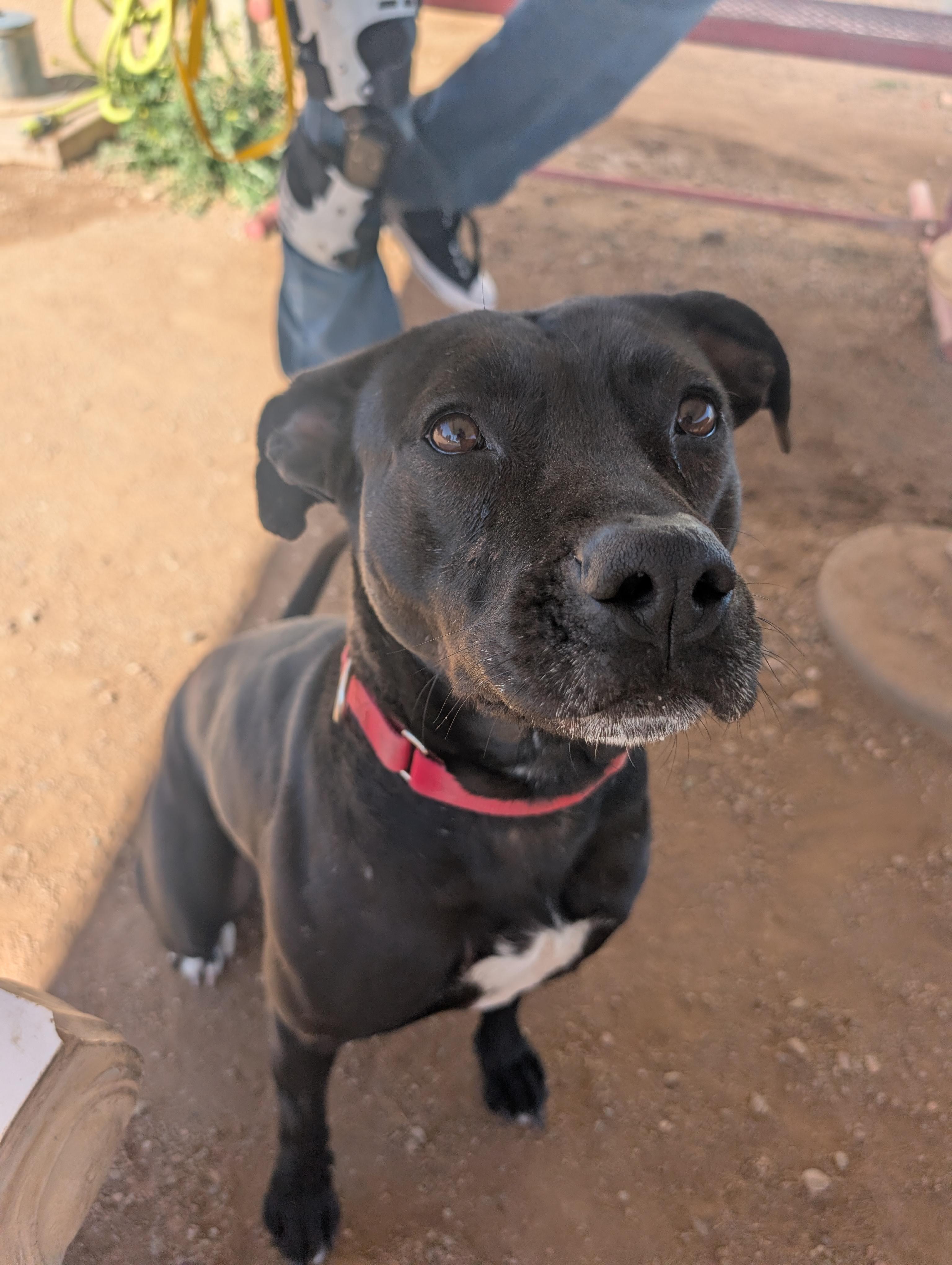 Enlarge Lil Mama, a Adoptable mixed breed in Sierra Vista, AZ image 3/6