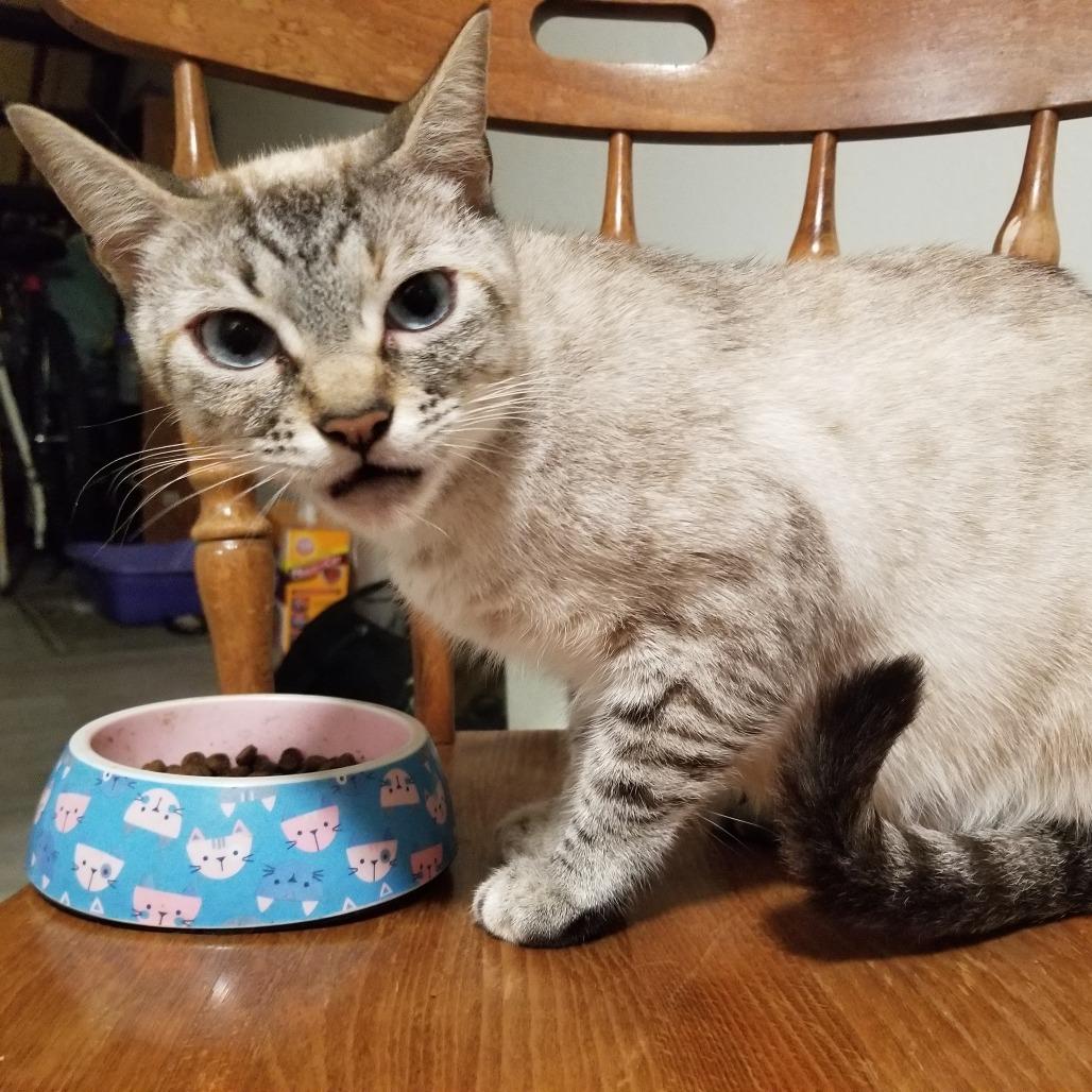 Lavender, Adoptable, Adult Female American Shorthair & Siamese.