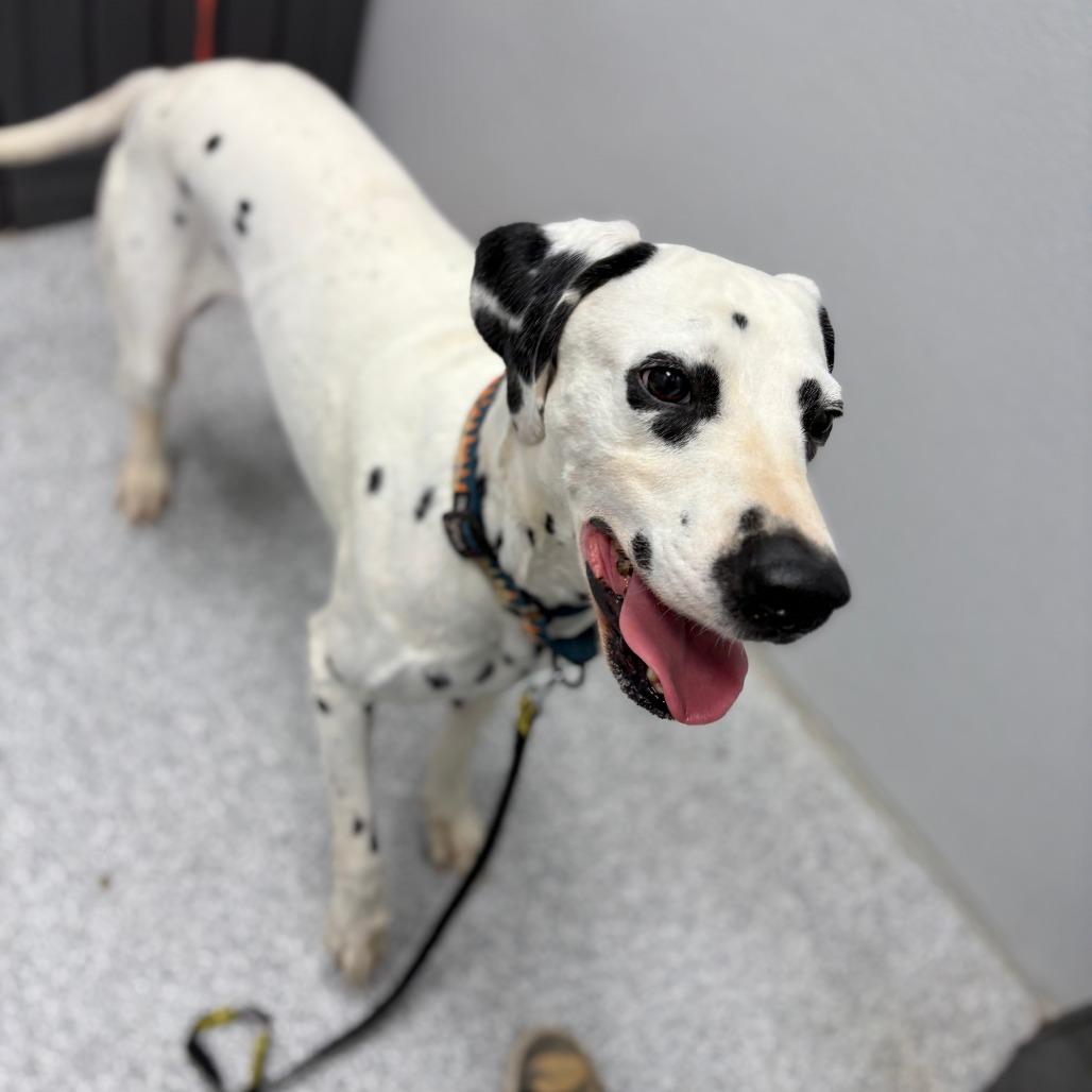 Pongo
