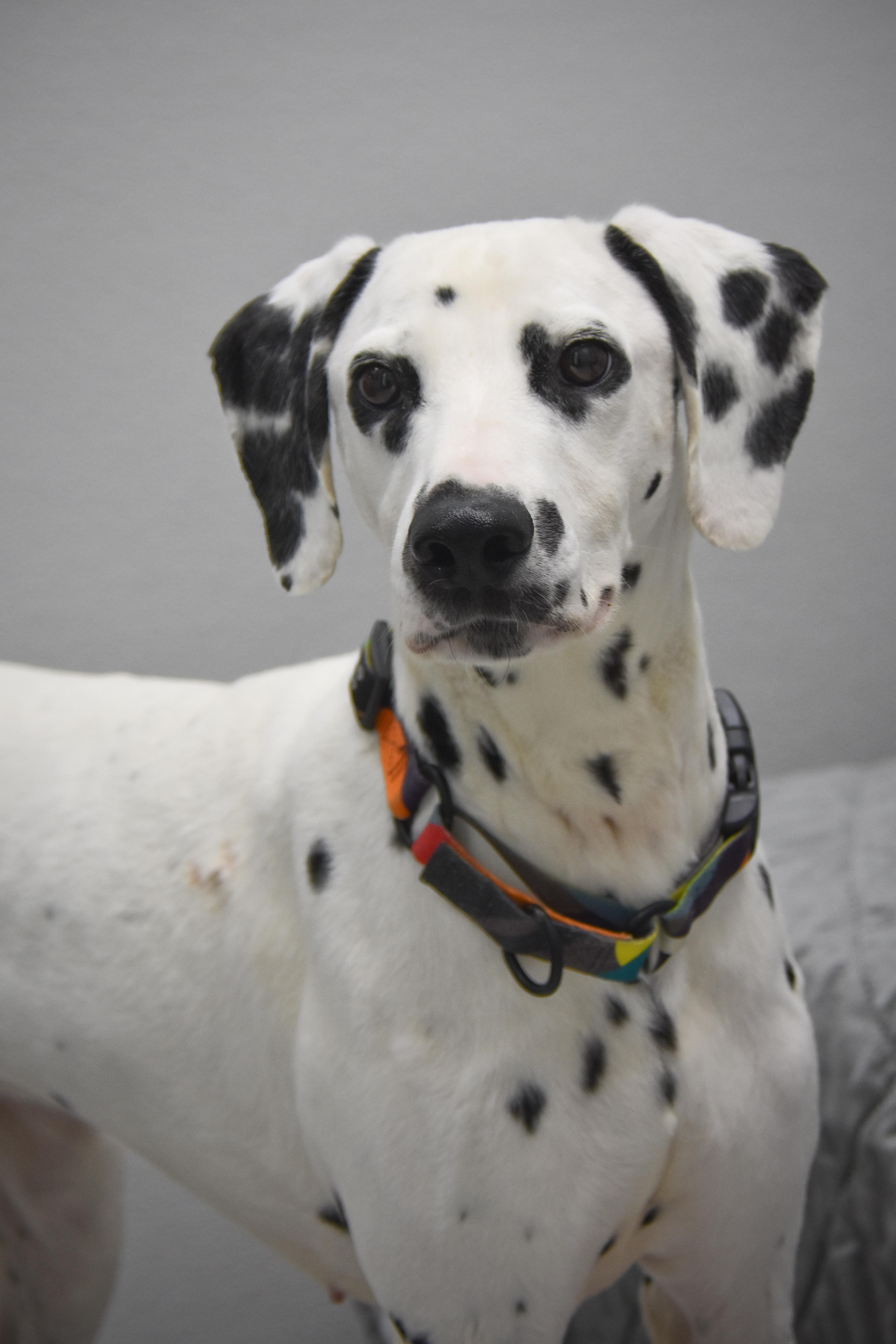 Pongo photo 5