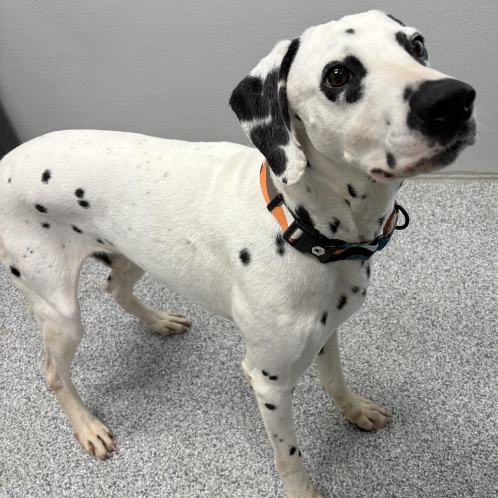 Pongo photo 2