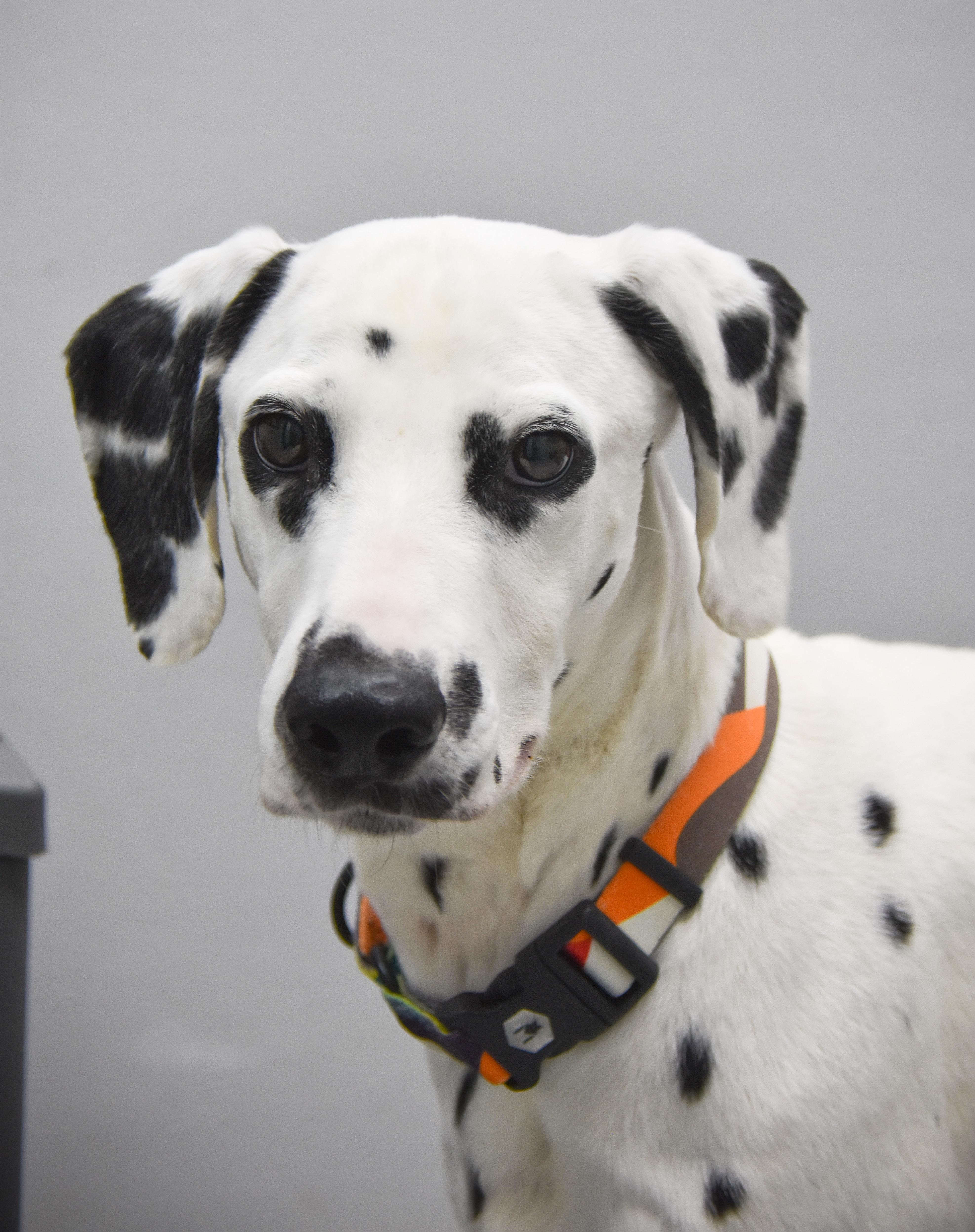 Pongo photo 6