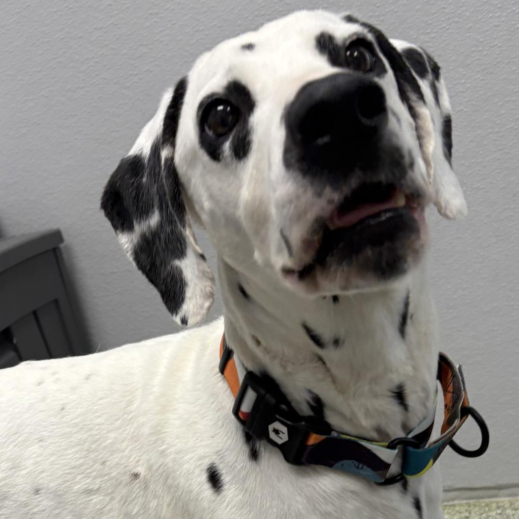 Pongo photo 3