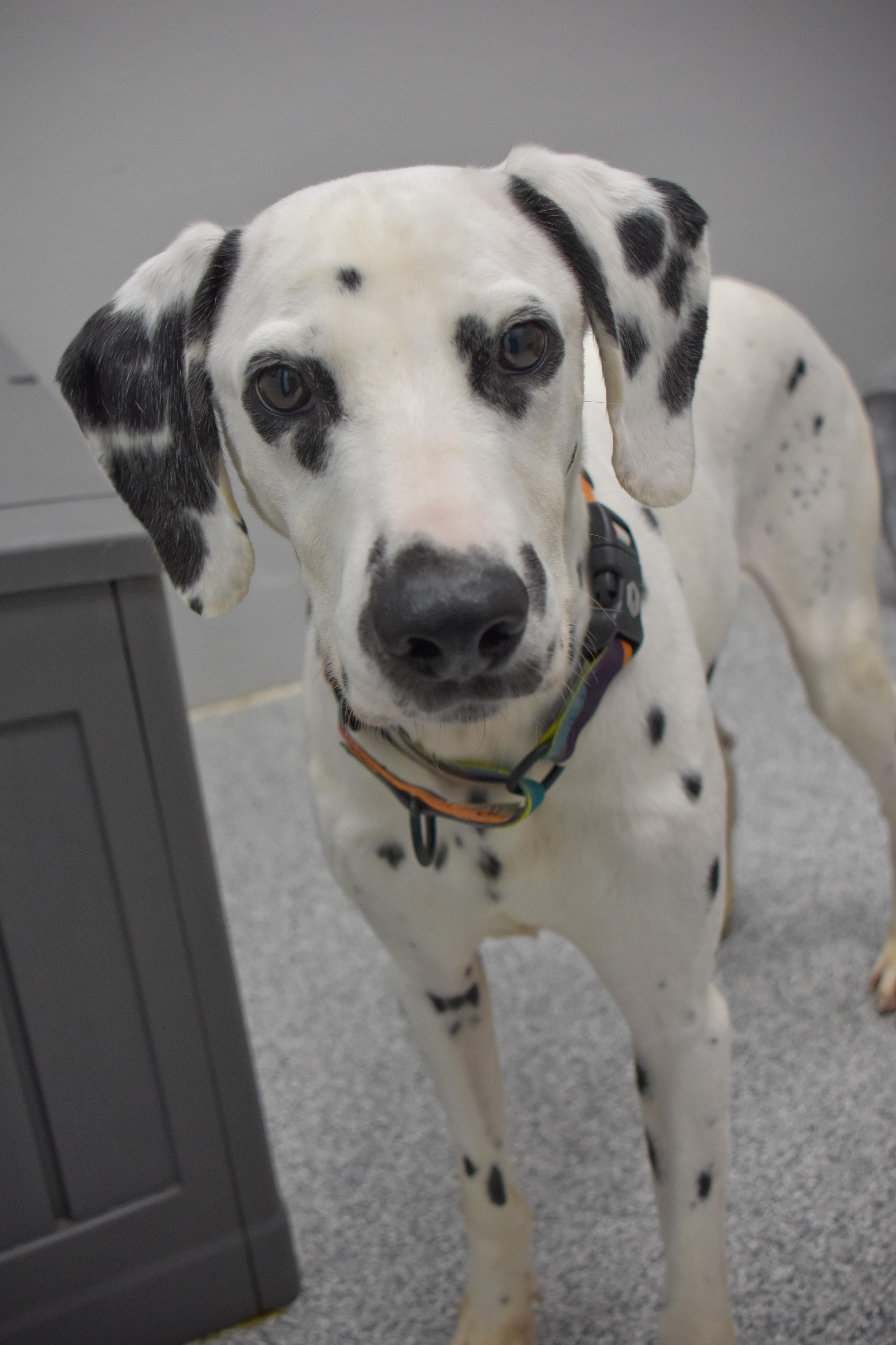 Pongo photo 4