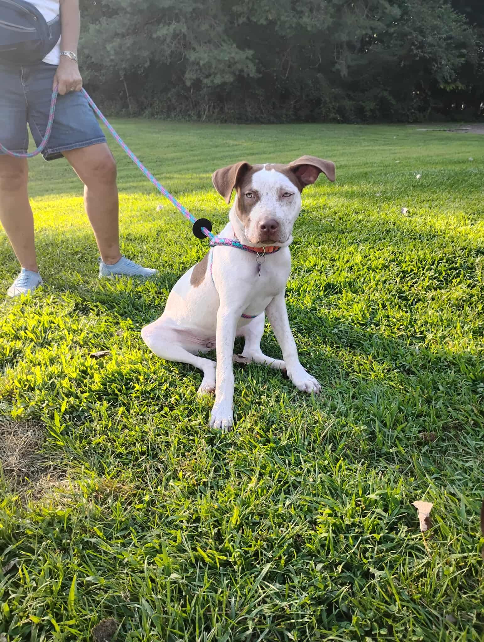 Enlarge Freckles, a Adoptable mixed breed in Mount Morris, MI image 1/5